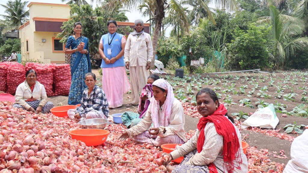 Women at work in the onion fields